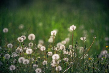 Fototapeta premium Dandelion