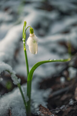 Snowdrop