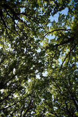 growing trees in Ukraine