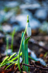 Snowdrop