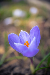 Garden flower