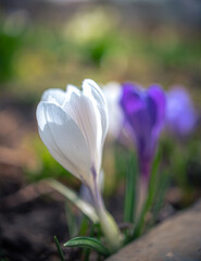 Garden flower