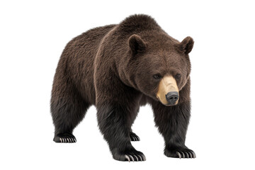 Fototapeta premium A powerful brown bear stands in its natural pose, showcasing its thick fur and strong build against a transparent background.