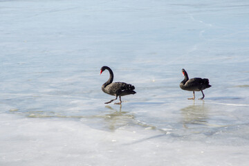 Black Swans on Ice in Summer Palace, Beijing