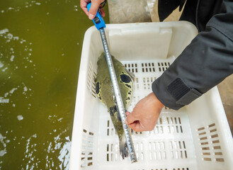 Technicians are measuring the body length of pufferfish in a breeding farm, Luannan County, Hebei Province, China