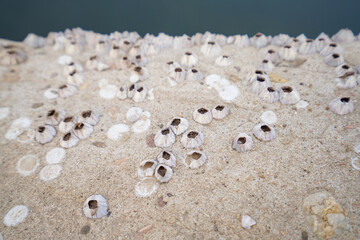 Vine pot on rock, close-up photo