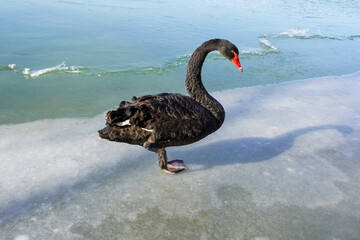 Naklejka premium Black Swans on Ice in Summer Palace, Beijing