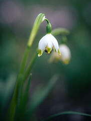 Garden flower