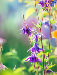 Garden flower