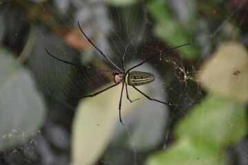 A large banana spider in Northern Thailand