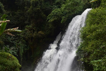 Hiking in the lush rainforest in Doi Inthanon National Park in Northern Thailand