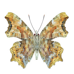 nymphalidae polygonia forewing butterfly
