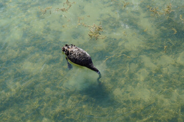 Black Swans in Summer Palace, beijing