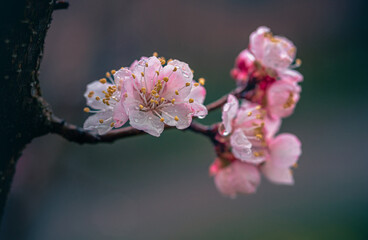 Garden flower