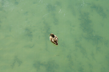 Wild Ducks in Summer Palace, beijing