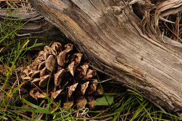Pine cone and deal log share the forest floor within Rocky Mountain National Park, Colorado in early August