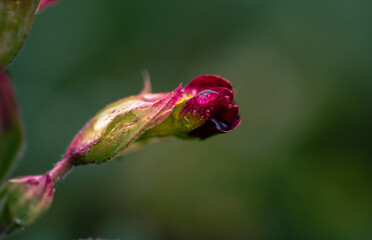 Garden flower