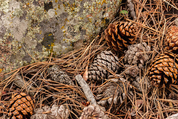 Pine cones accumulate in the protection of the boulder within Rocky Mountain National Park, Colorado in early August