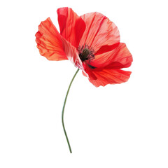 Vibrant red poppy flower with delicate petals, perfect for botanical designs and nature-themed projects. PNG transparent background.