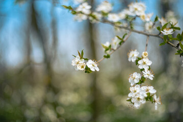 Wild flowers