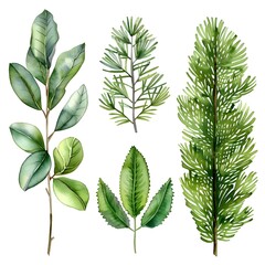 Meticulously Detailed Watercolor Pine Leaves in Shades of Green on White Background