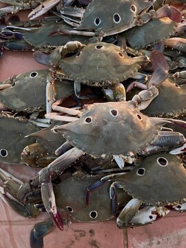 Crab caugh in udaipur sea beach