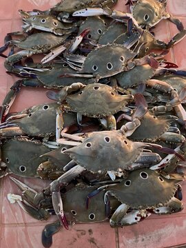 Crab caugh in udaipur sea beach