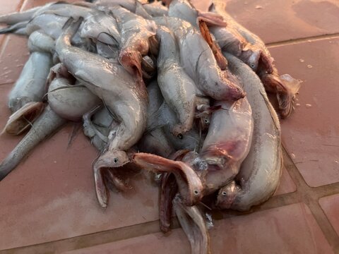 Raw Bombay duck fish caugh in Udaipur sea beach digha