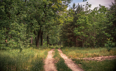 Summer evening landscape