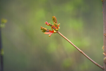 Nature beauty