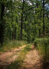 Morning nature in sunlight and dew