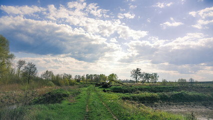 Summer landscape