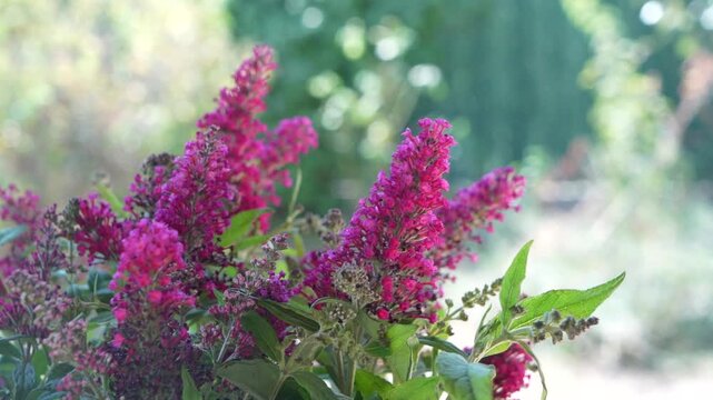 buddleia flowers in the garden