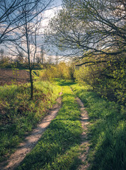 Summer evening landscape