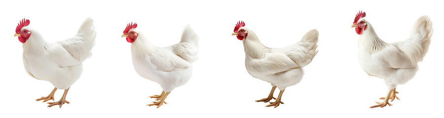 White chicken isolated on transparent background, standing portrait of animal png