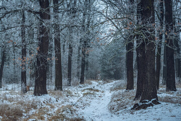 Frosen nature