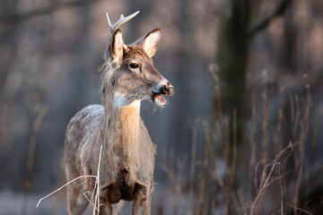 A white-tailed buck, having lost one antler and not yet the other, with its mouth open, enjoys the early morning spring sunshine in a field near Hartford, Wisconsin