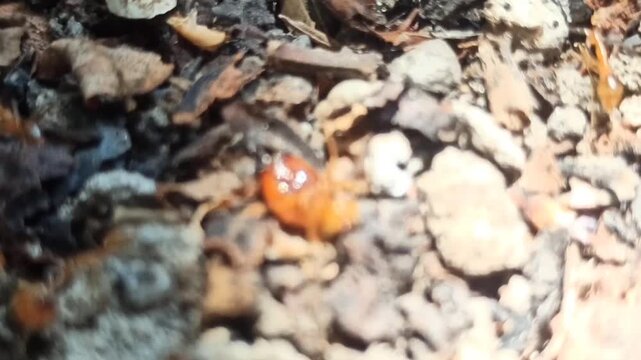 red ants fighting with termites