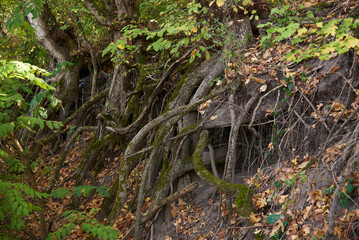 growing trees in Ukraine