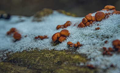 Frosen nature