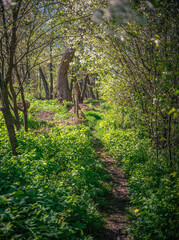 Fototapeta premium Summer landscape