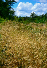 kwitnące, dzikie trawy w słońcu, dzika trawa na łące w promieniach słońca, Blooming wild high grass in nature at sunset, Close up of wild grass in the meadow at sunset background