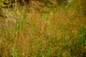 kwitnące, dzikie trawy w słońcu, dzika trawa na łące w promieniach słońca, Blooming wild high grass in nature at sunset, Close up of wild grass in the meadow at sunset background