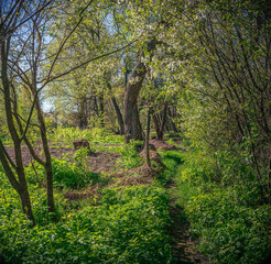 Fototapeta premium Summer landscape
