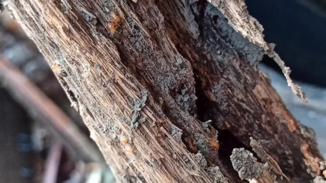 red ants fighting with termites