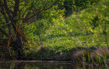 Summer landscape