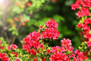 Beautiful photo of pink Rhododendron, summer flowers shot for a card or poster