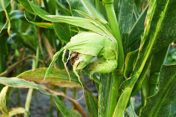 Diseased corn is called corn smut, a pathogenic fungus.