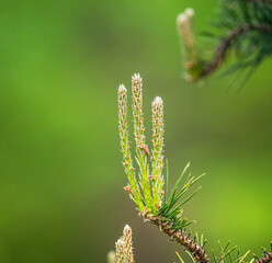 Naklejka premium Nature beauty