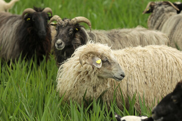 Happy sheep on a farm close-up, farm animals, animals on a green meadow